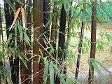 Bamboo Timor Black